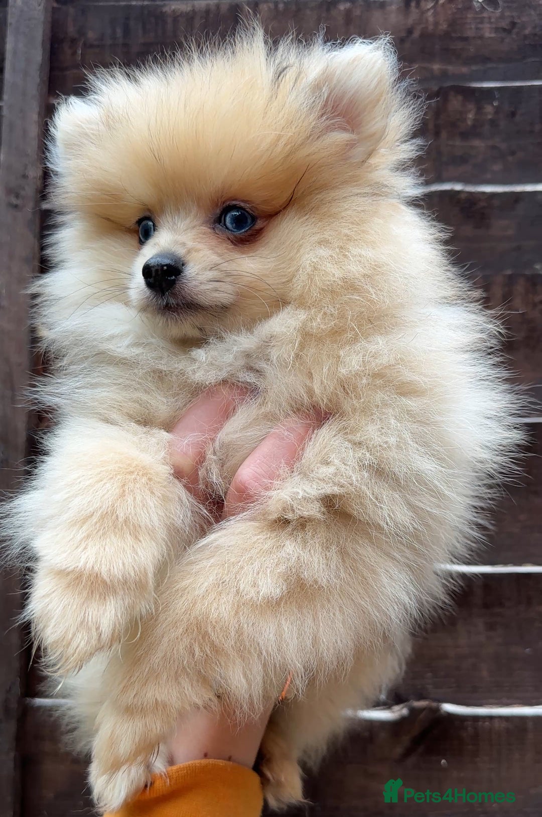 Pomeranian dogs for sale: Pomeranian Puppies looking for their forever homes - Image 15