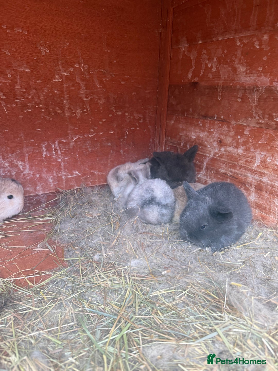 Dwarf Lop rabbits for sale: Baby rabbits for sale *6 - Advert 5