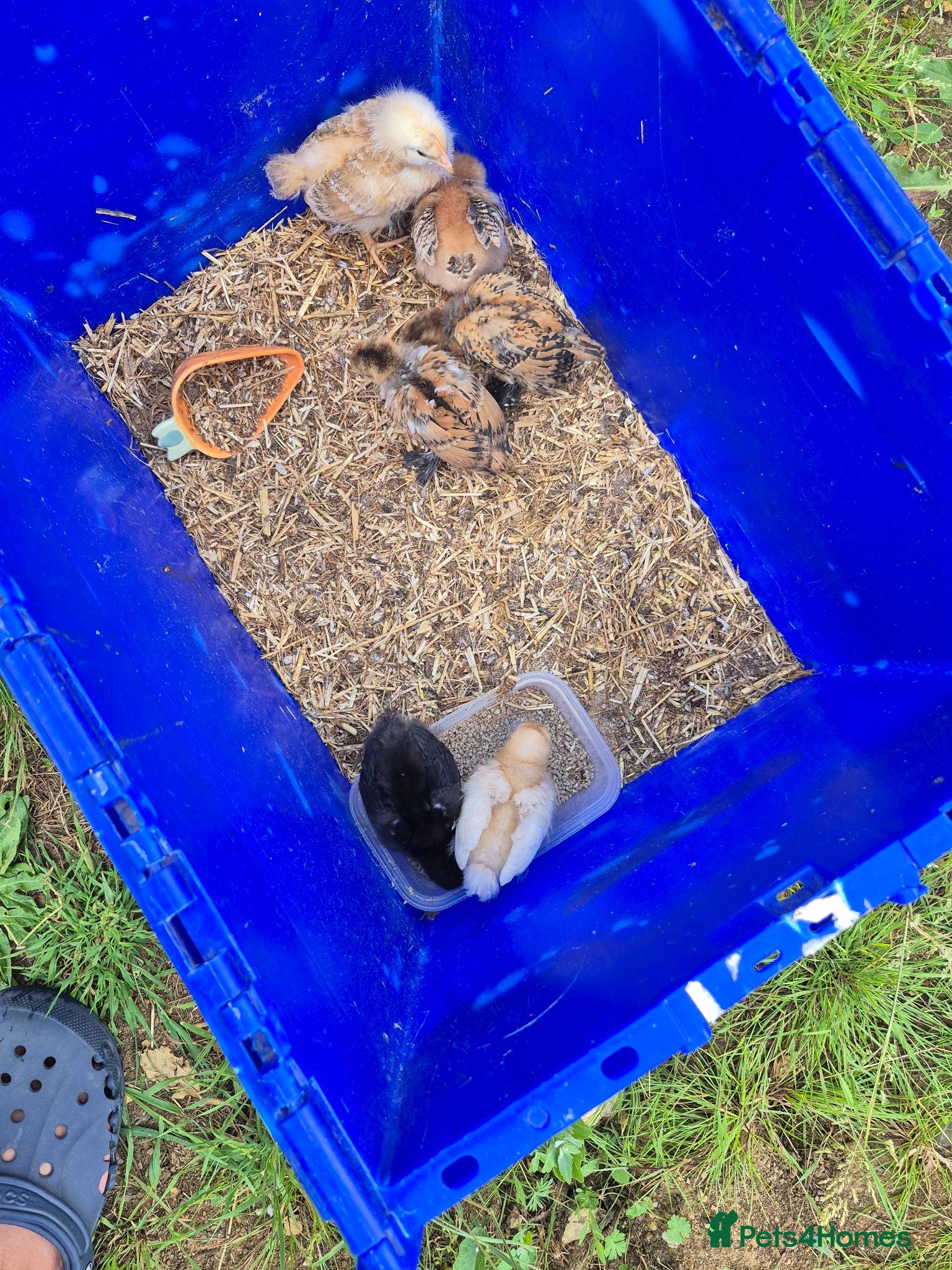 Mixed Breed birds Chicks total 8 of various ages from 2 weeks8 weeks - Advert 1