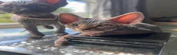 Sphynx cats for sale: Canadian x Elf Sphynx Kittens - Advert 2