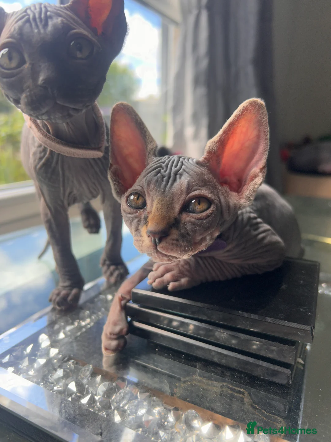 Sphynx cats for sale: Canadian x Elf Sphynx Kittens - Advert 2