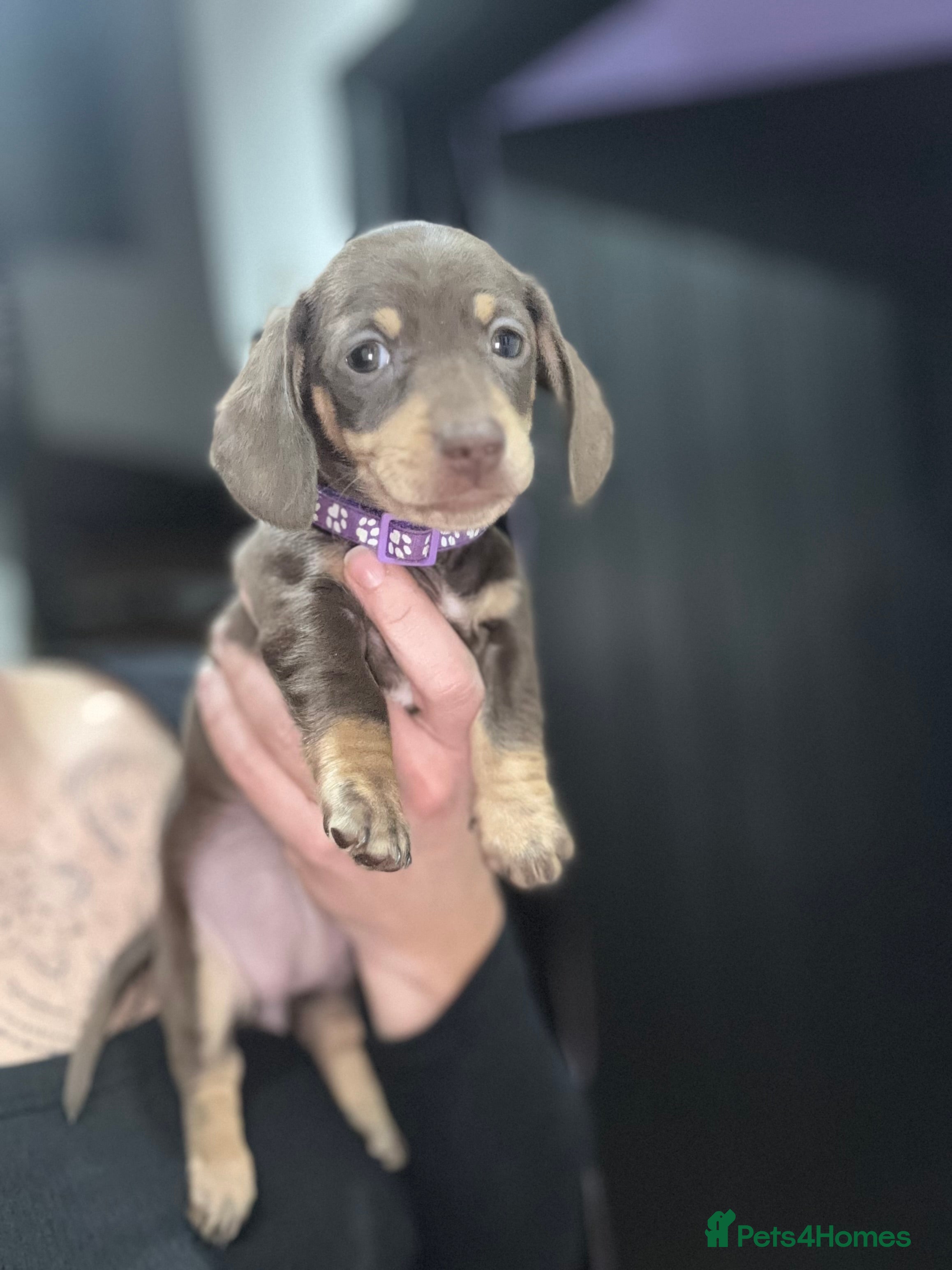 Miniature Dachshund dogs LAST GIRL Beautiful miniature dachshund puppies - Advert 11