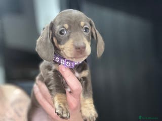 Miniature Dachshund dogs LAST GIRL Beautiful miniature dachshund puppies - Advert 11