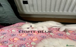 Ragdoll cats for sale: Gorgeous Litter of ragdolls ready 10/10/25 - Image 26
