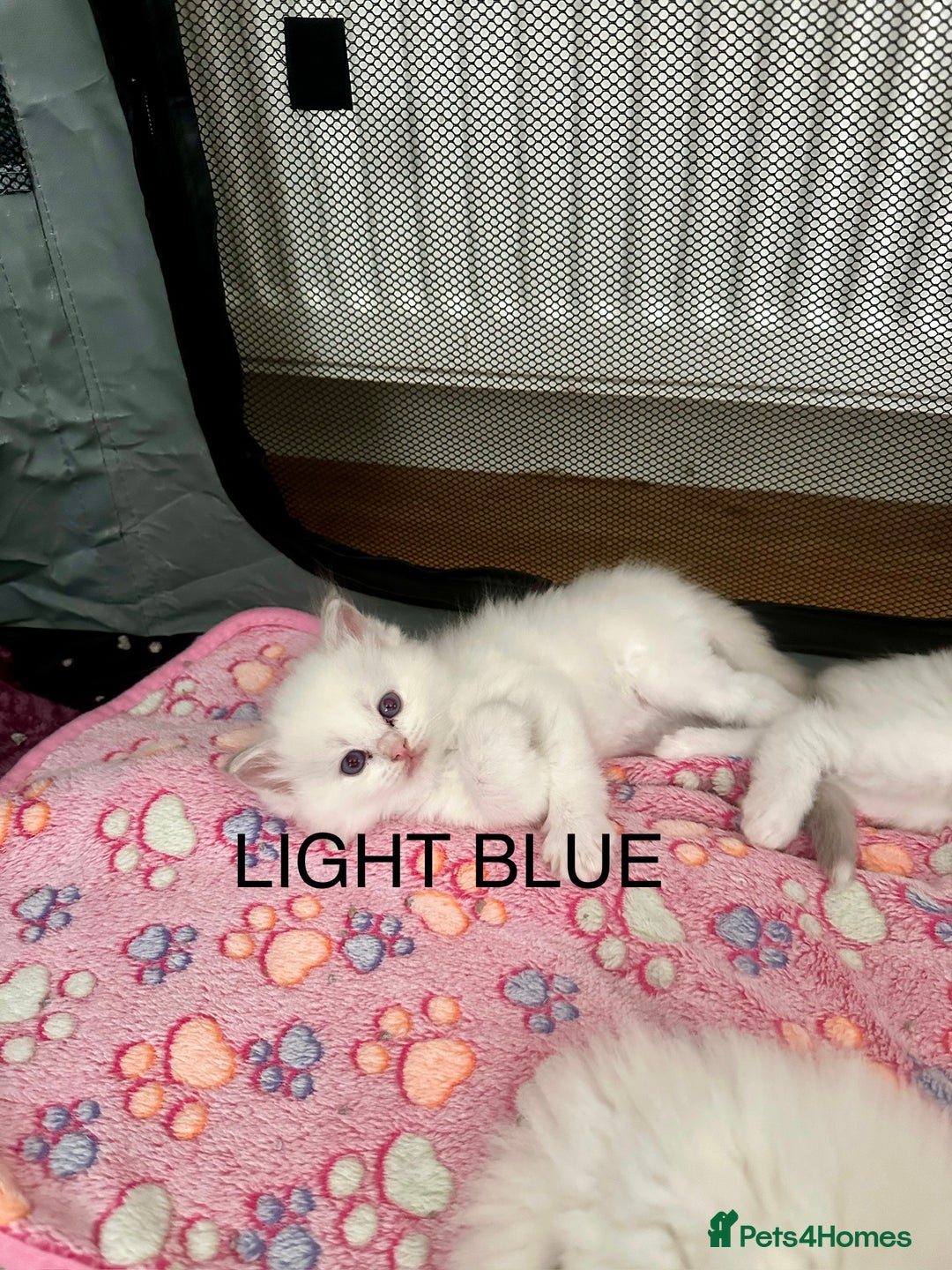 Ragdoll cats for sale: Gorgeous Litter of ragdolls ready 10/10/25 - Image 26