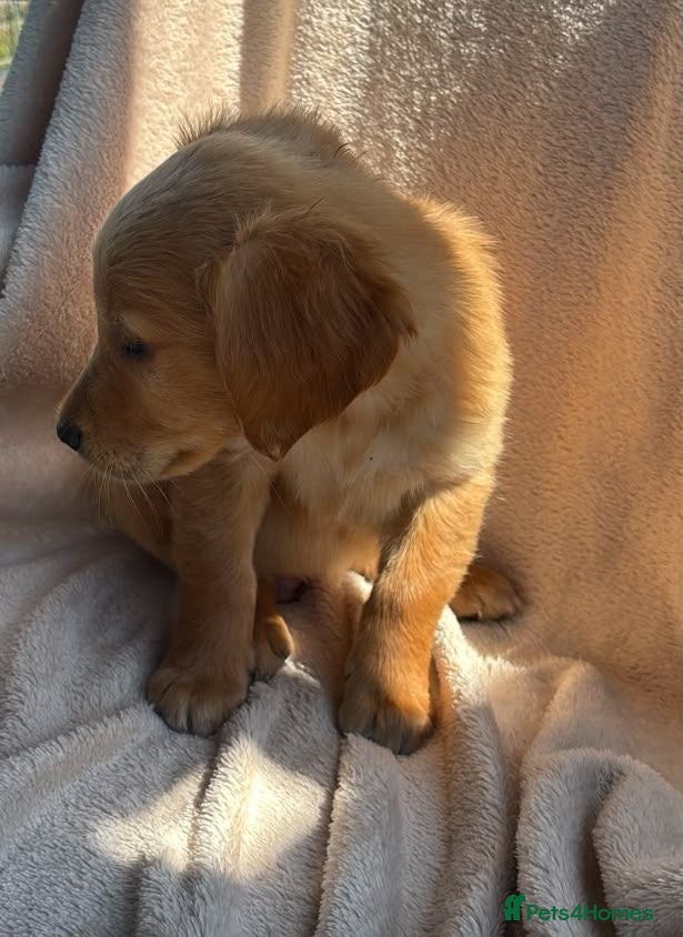 Golden Retriever dogs Golden Retriever puppy's  - Advert 1
