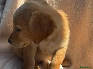 Golden Retriever dogs Golden Retriever puppy's - Advert 1