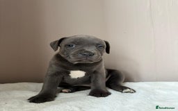 Staffordshire Bull Terrier dogs for sale: BLUEDOGCITY PHARON AT BULLSCAFF X WEDNESDAY ADDAMS - Image 11