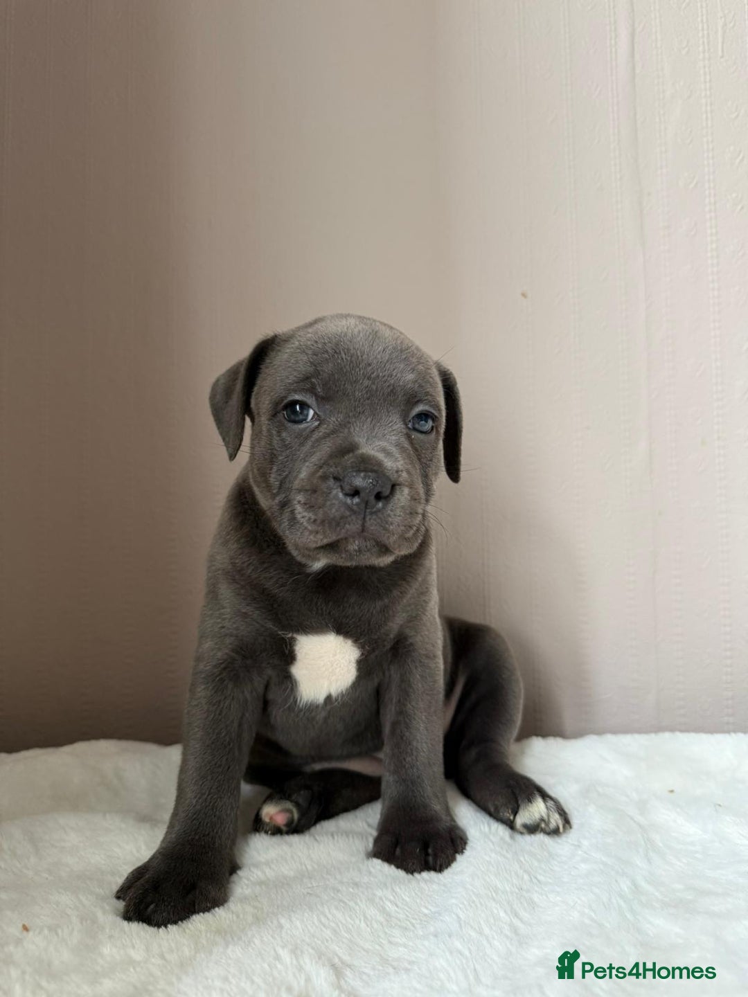 Staffordshire Bull Terrier dogs for sale: BLUEDOGCITY PHARON AT BULLSCAFF X WEDNESDAY ADDAMS - Image 11