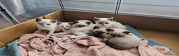 Snowshoe cats for sale: Rare pedigree snowshoe kittens - Advert 29