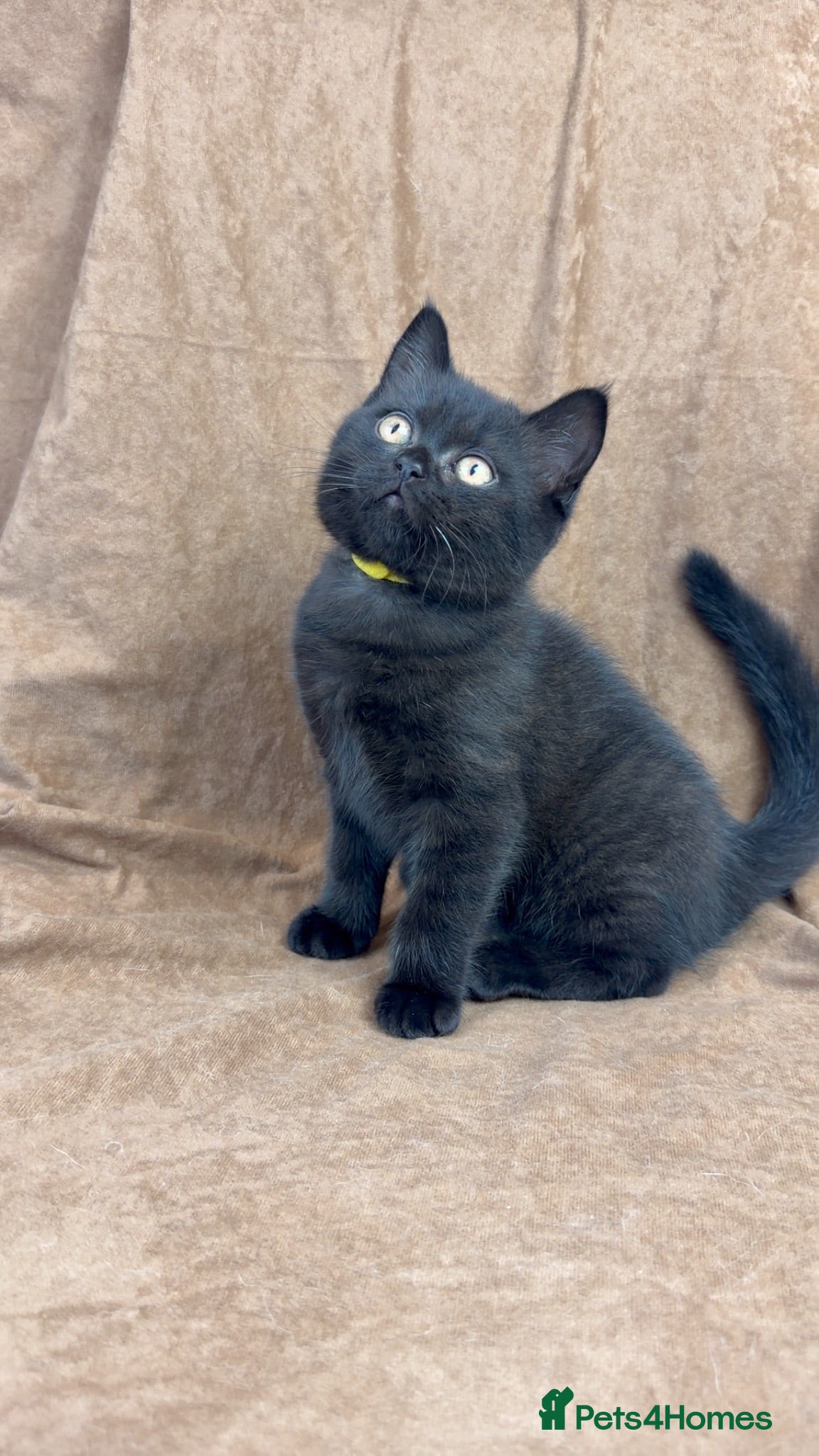 British Shorthair cats Health tested GCCF British Shorthair male  - Advert 1