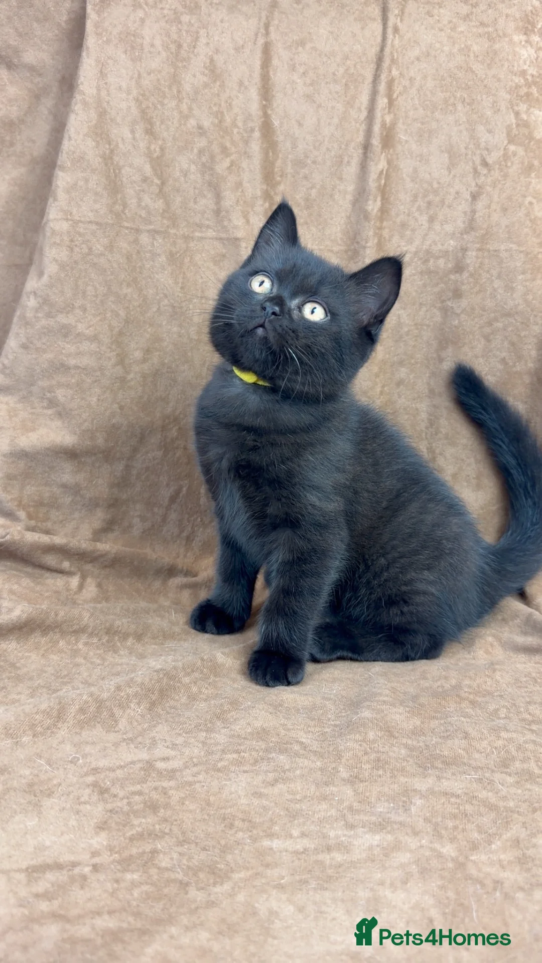 British Shorthair cats for sale: Health tested GCCF British Shorthair male  - Advert 1