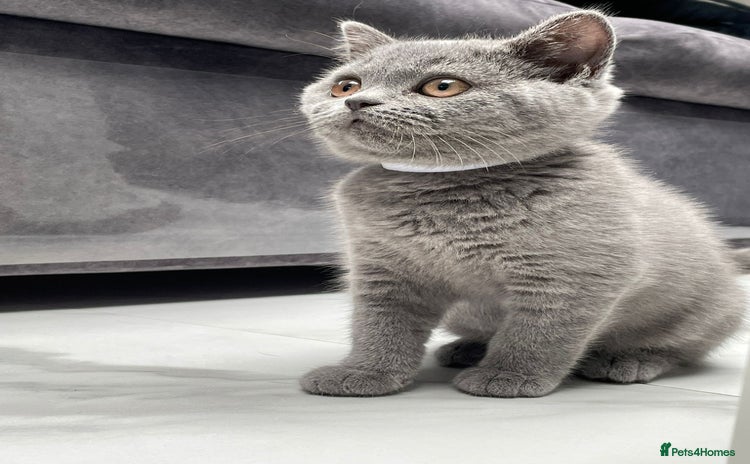 British Shorthair cats - Advert 11