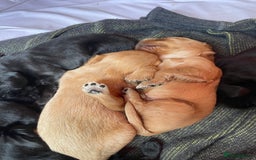 Cockerdor dogs for sale: Outstanding working gun puppies  - Image 14