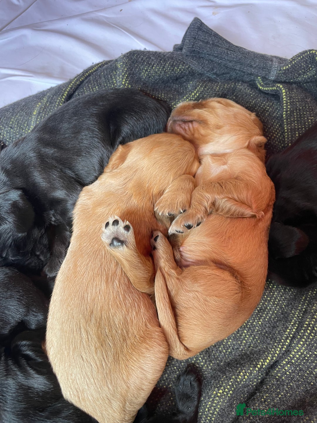 Cockerdor dogs for sale: Outstanding working gun puppies  - Image 14