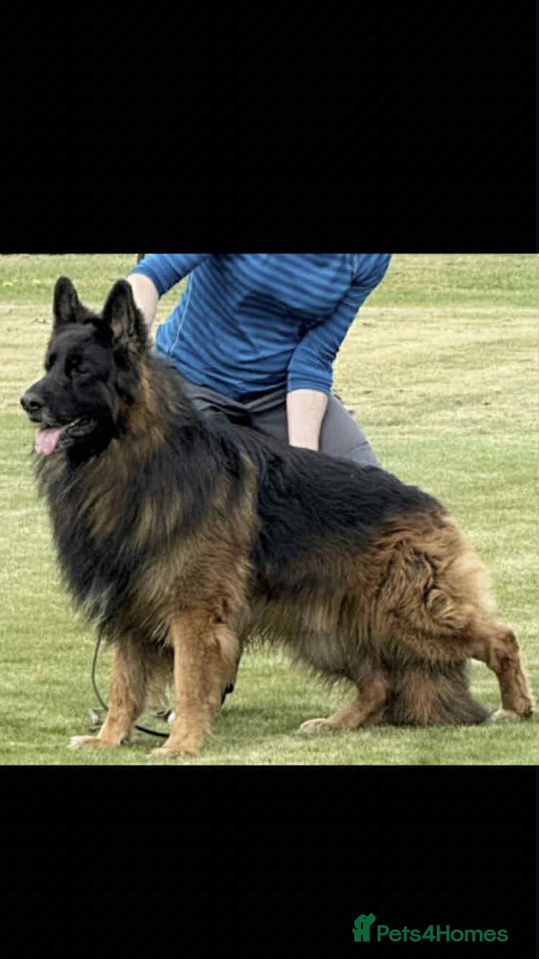 German Shepherd dogs for stud: HEALTH TESTED KC REG LONGCOAT-PROVEN STUD - Image 6