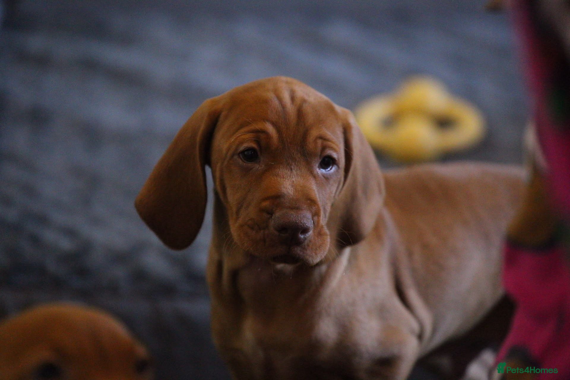 Hungarian Vizsla dogs Hungarian Vizsla Puppies – Rich Geltwood Heritage - Advert 1