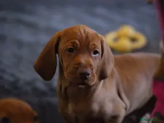 Hungarian Vizsla dogs Hungarian Vizsla Puppies – Rich Geltwood Heritage - Advert 6
