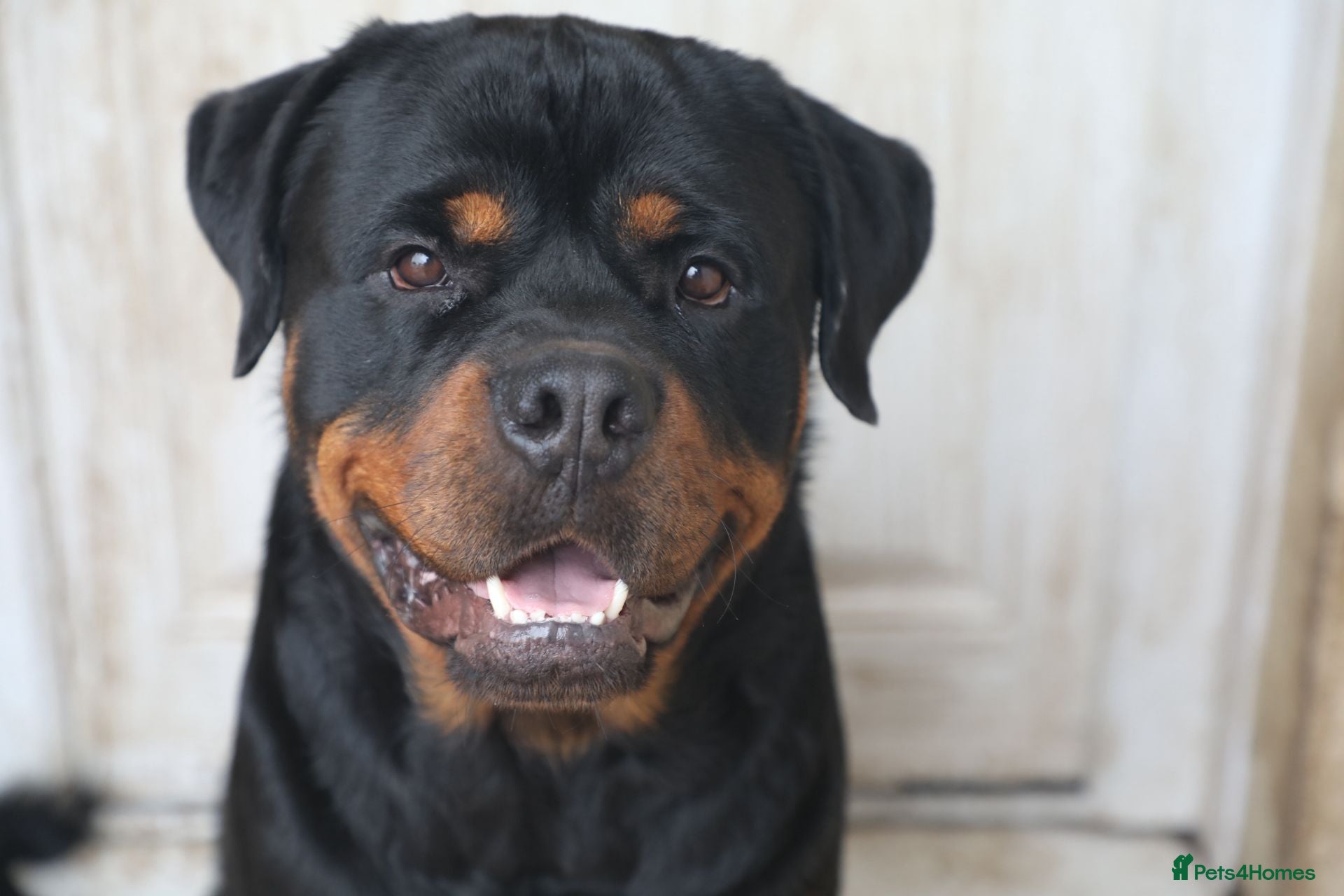 Rottweiler dogs for sale: Limited Pedigree Registered Rottweiler Puppies - Advert 2