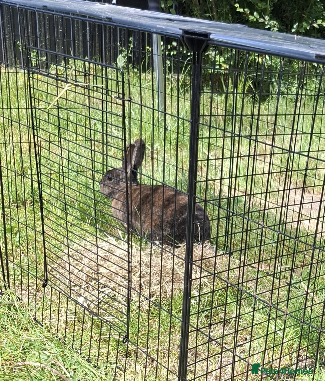 Rex rabbits for sale: Male Rabbit - Image 1