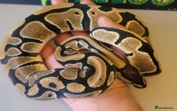 Python Snake reptiles for sale: Juvenile ile Royal Pythons - Image 2