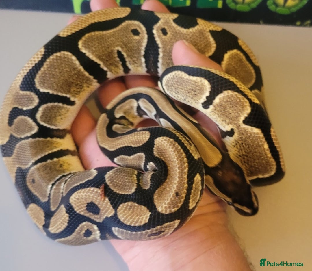 Python Snake reptiles for sale: Juvenile ile Royal Pythons - Image 2