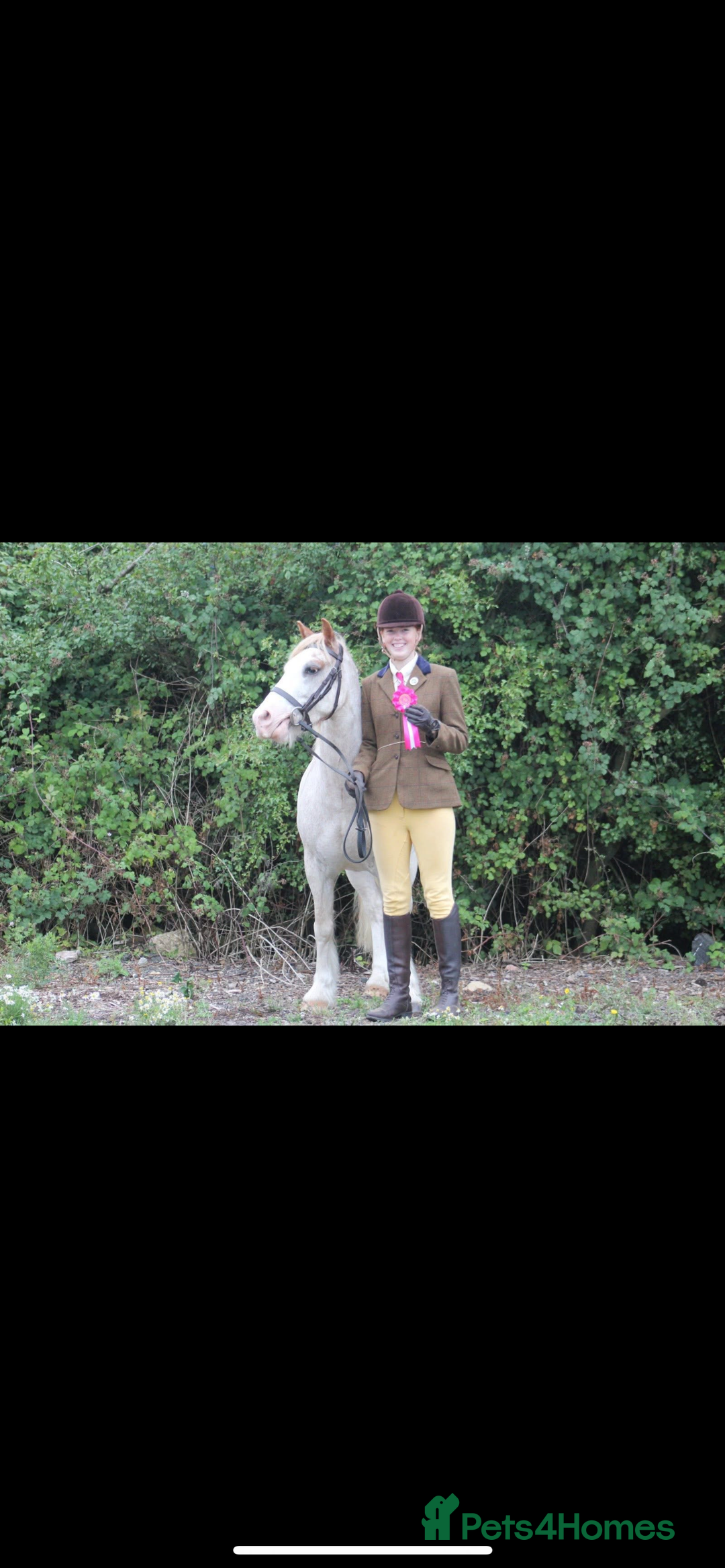 Irish Cob horses for sale: Unbacked 5 year old Gelding  - Image 1
