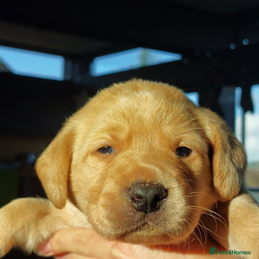 Labrador Retriever dogs for sale: Coco’s Labrador Puppies Seeking Loving Homes - Advert 16