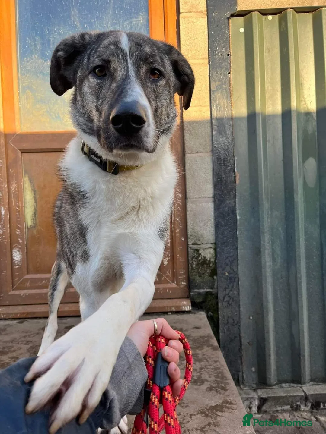 Mixed Breed dogs for adoption: Meet Kane, currently residing in Cheshire  in Nantwich - Advert 10