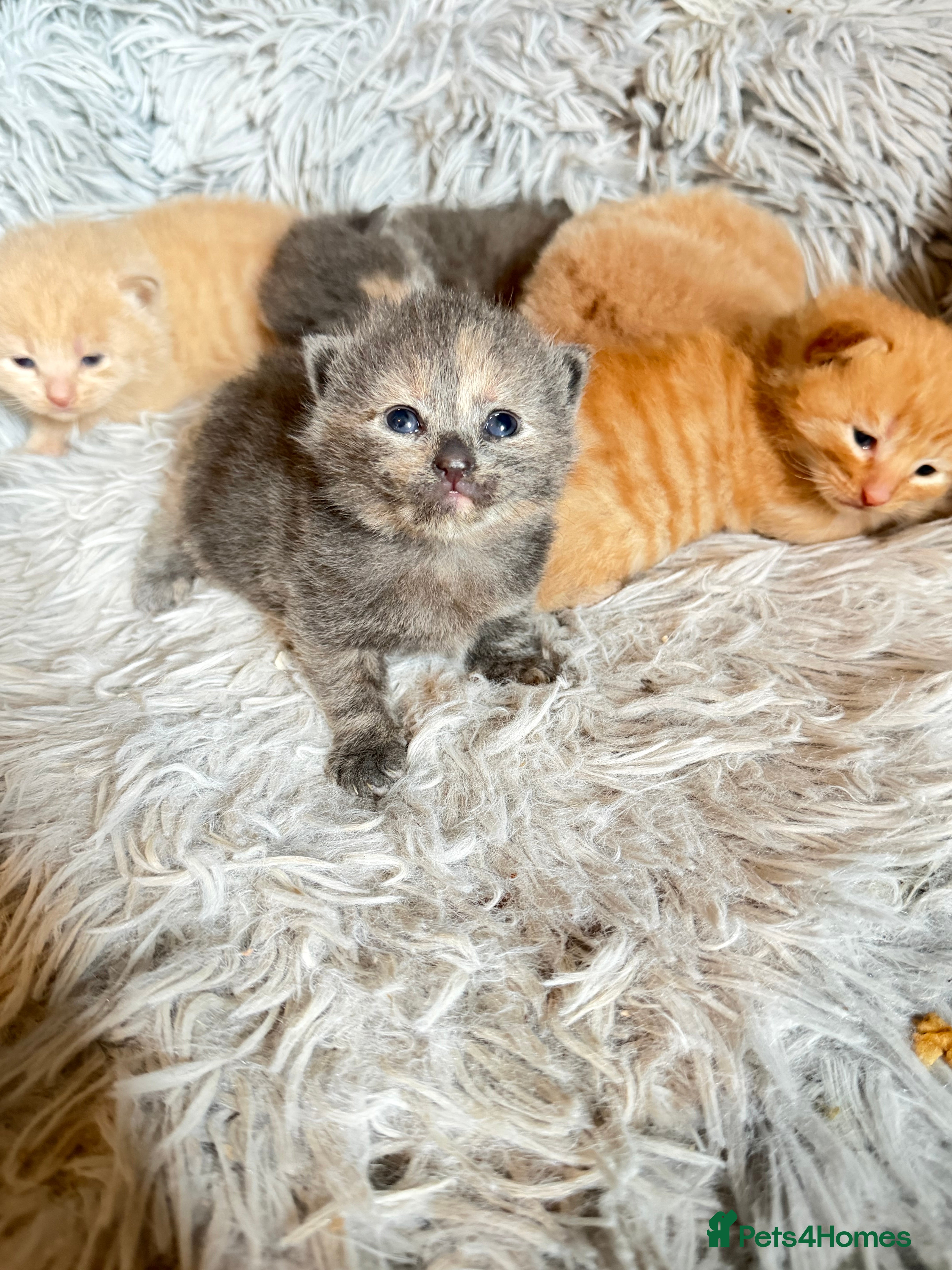 Mixed Breed cats 5 kittens  - Advert 1