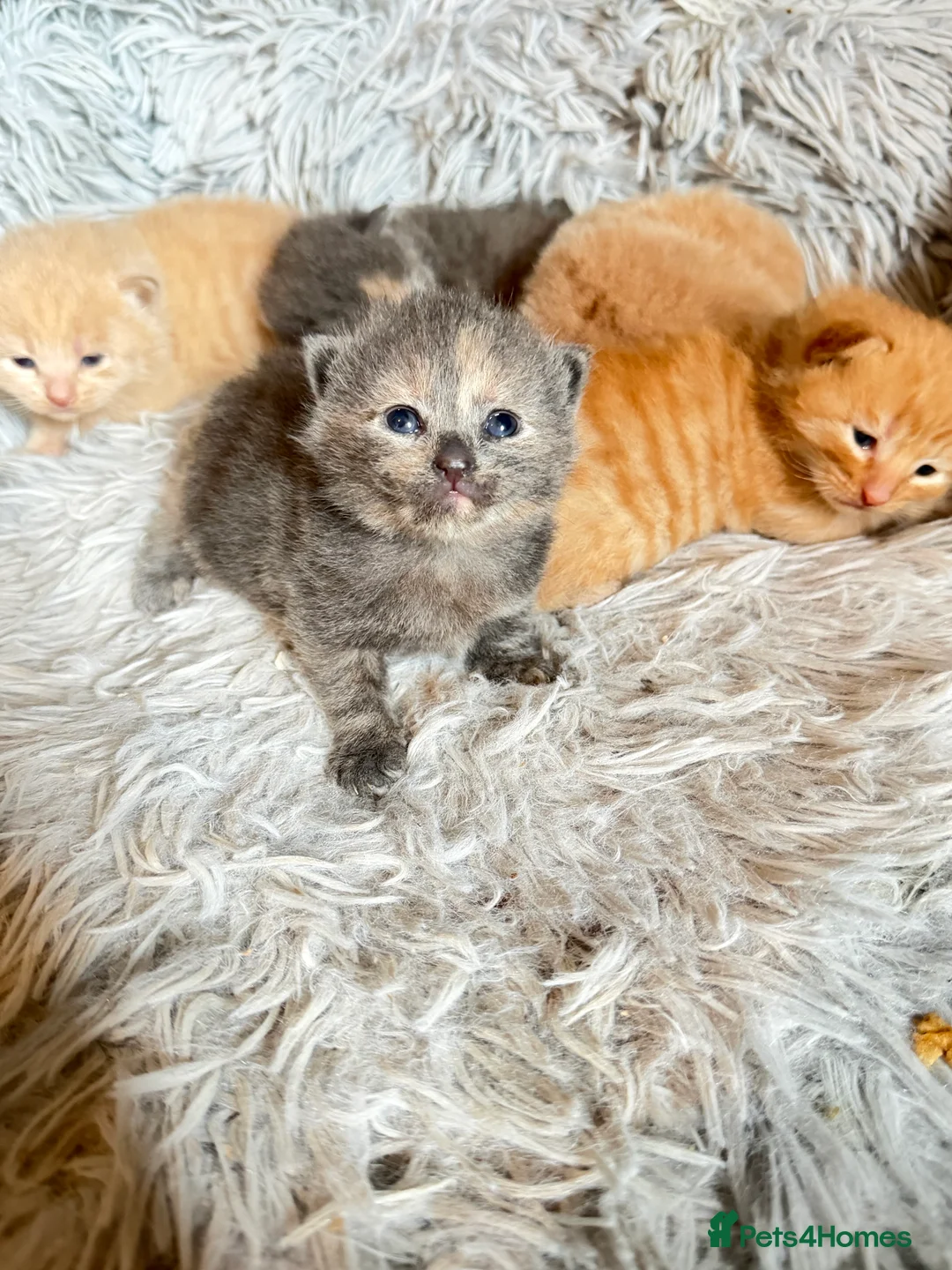 Mixed Breed cats for sale: 5 kittens  - Advert 1
