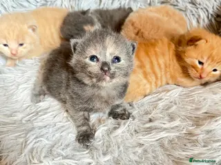 Mixed Breed cats 5 kittens - Advert 1