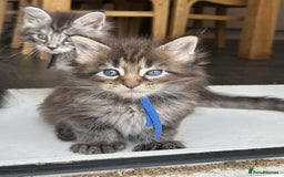 Maine Coon cats for sale: MAINE COON KITTENS SOME POLYDACTYL  - Image 23