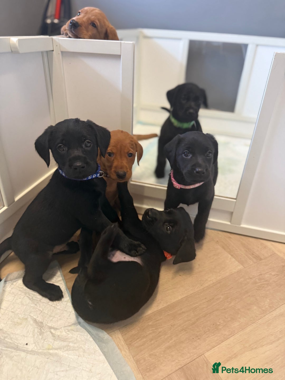 Labrador Retriever dogs for sale: Beautiful Labrador puppies for sale  - Image 9
