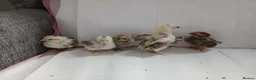Chickens poultry for sale: Serama chicks - Advert 2