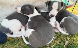 Whippet dogs for sale: Beautiful Blue whippet puppies  - Image 2