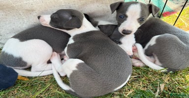 Whippet dogs - Advert 2