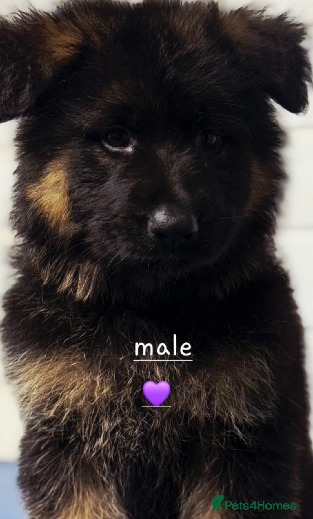 German Shepherd dogs for sale: KC reg health tested German shepherd puppies  - Image 4