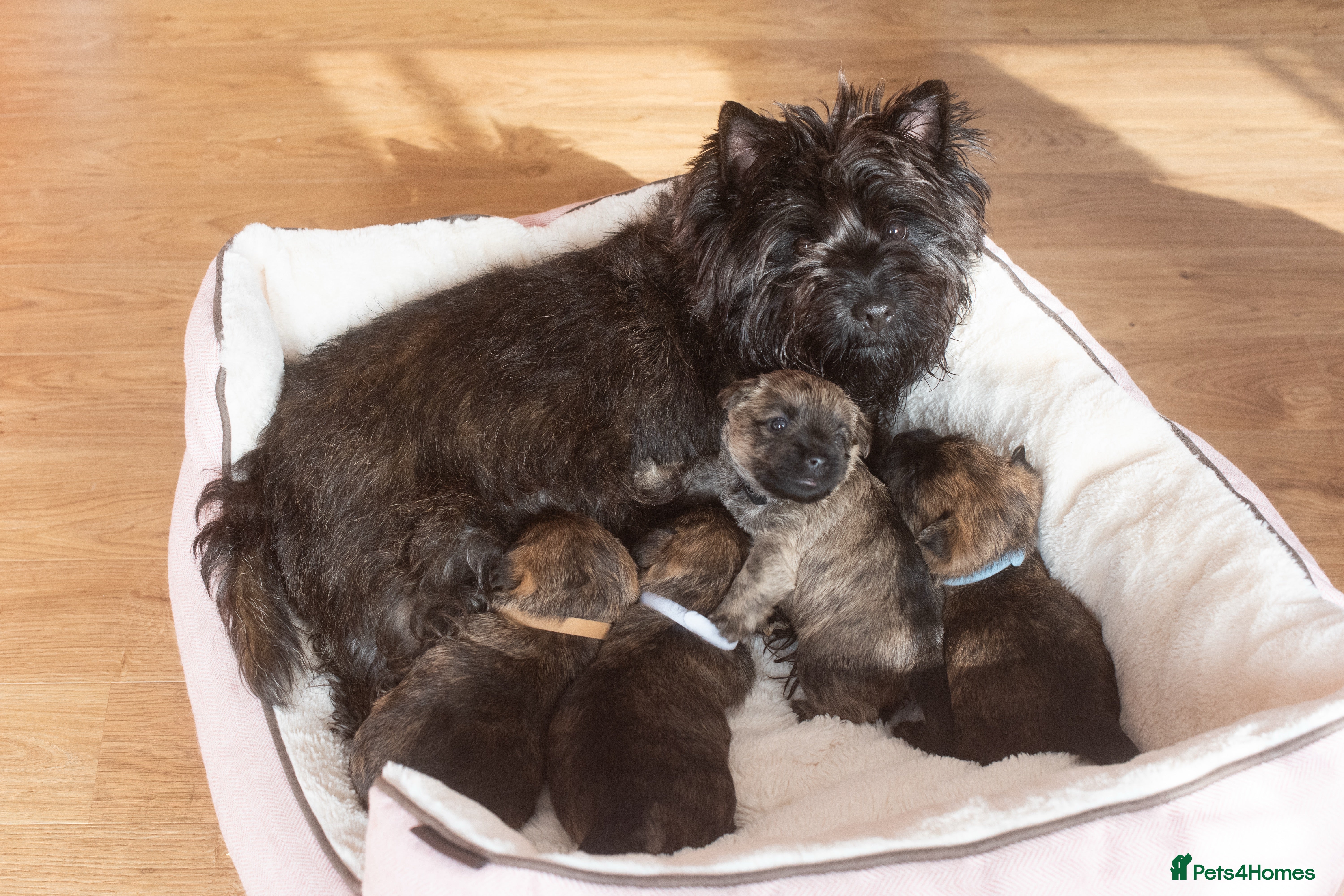 Cairn Terrier dogs Adorable Cairns “Olivia’s pups” in Frinton-on-Sea - Advert 2