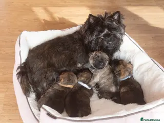 Cairn Terrier dogs Adorable Cairns “Olivia’s pups” in Frinton-on-Sea - Advert 6