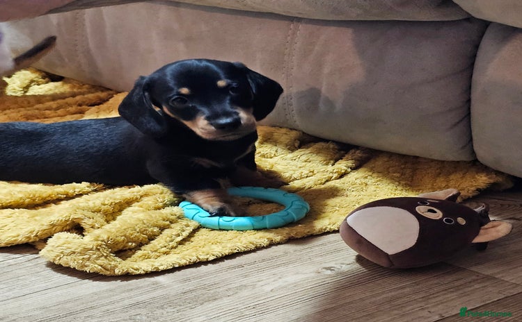 Miniature Dachshund dogs - Advert 3