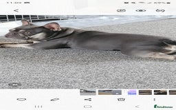 French Bulldog dogs for sale: French bulldog needs rehoming  - Image 5