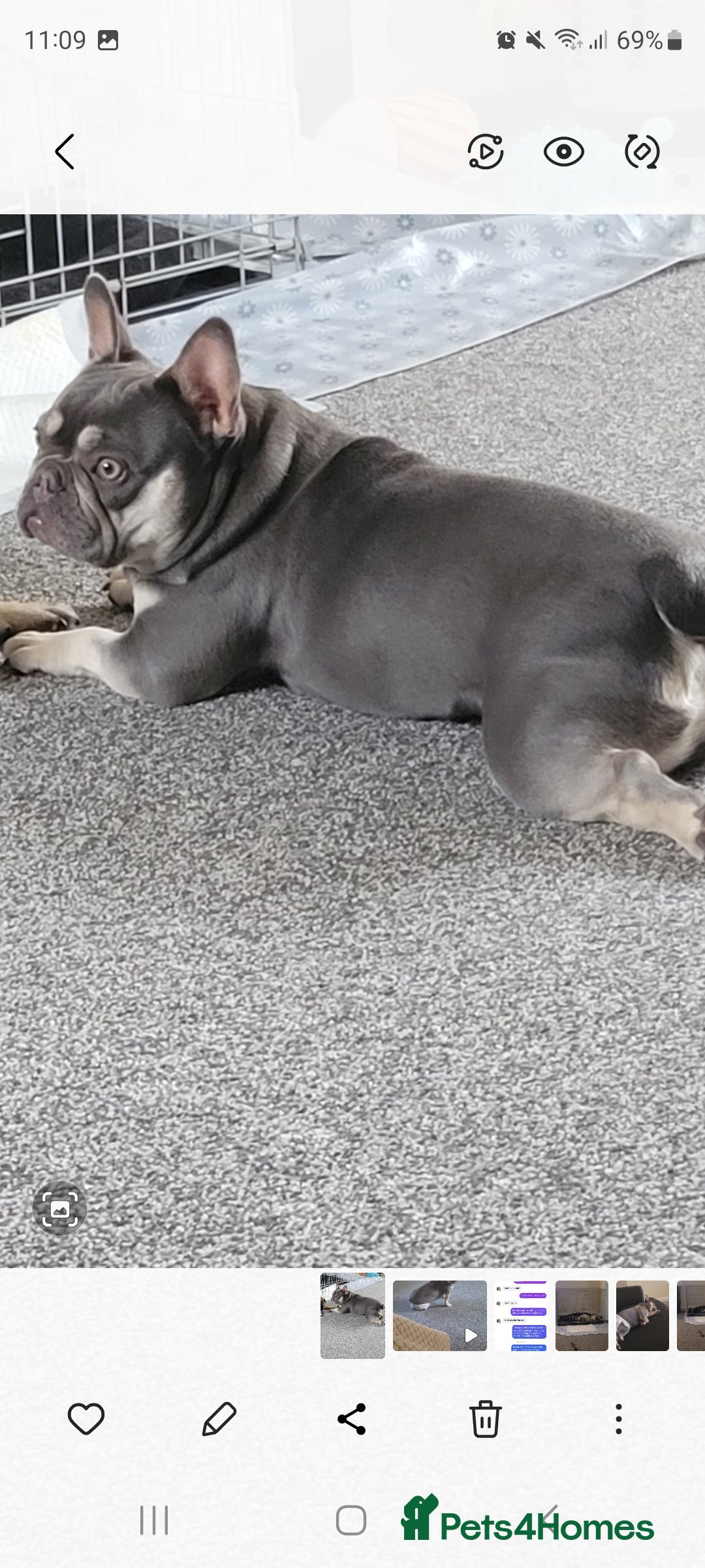French Bulldog dogs for sale: French bulldog needs rehoming  - Image 5