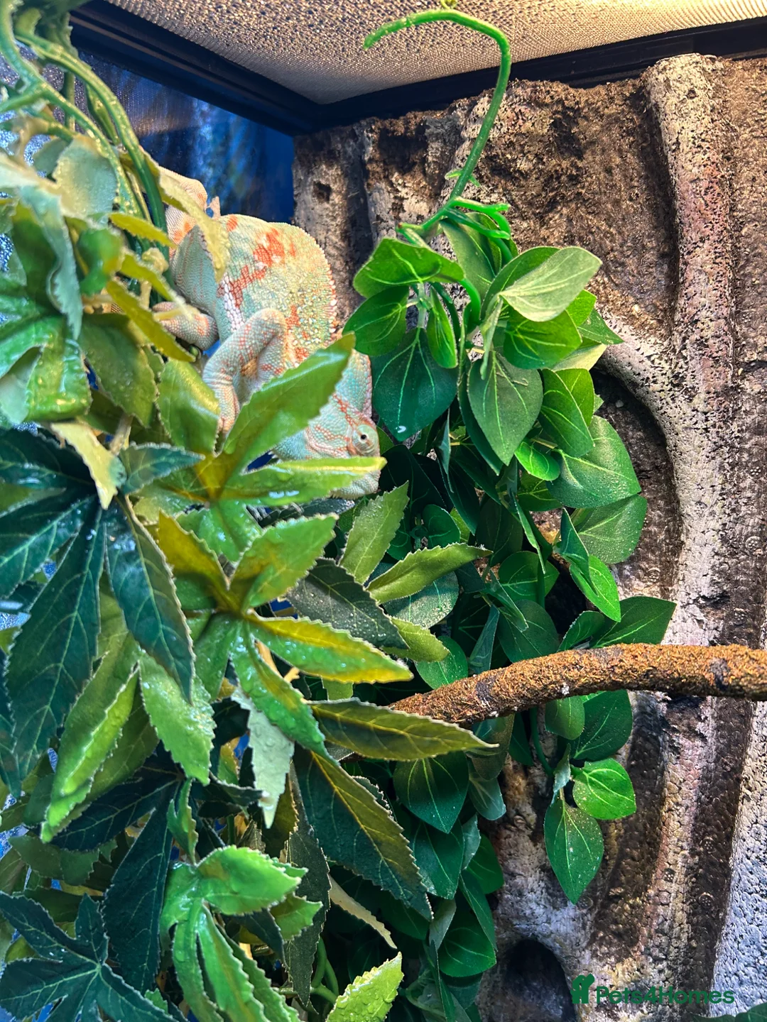 Chameleon reptiles for sale: Chameleon full setup exoterra  in Glasgow - Advert 2