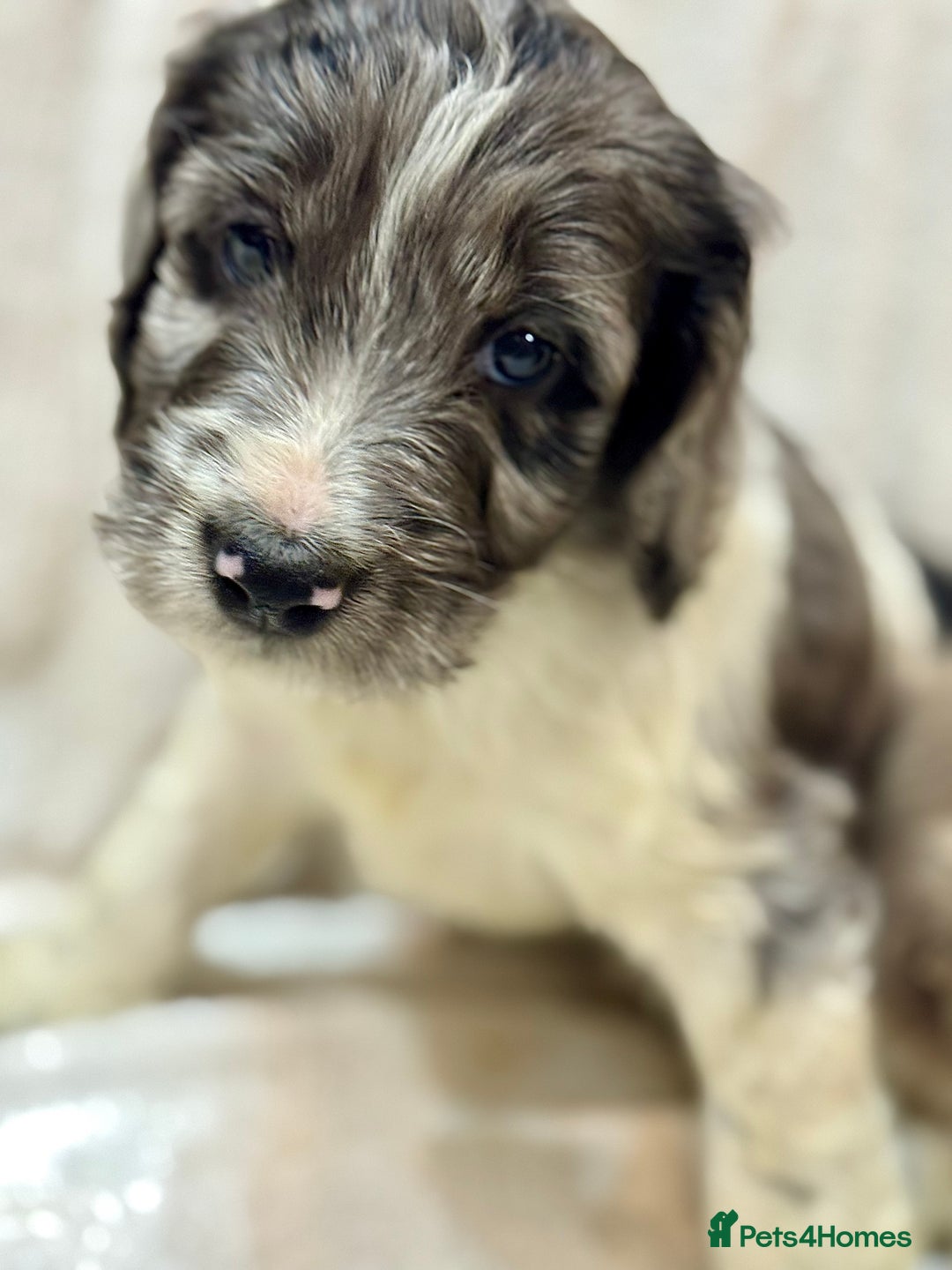 Cockapoo dogs for sale: F1 Standard Rare Parti, Solid and Merle Cockapoos - Advert 10