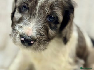 Cockapoo dogs F1 Standard Rare Parti, Solid and Merle Cockapoos - Advert 2