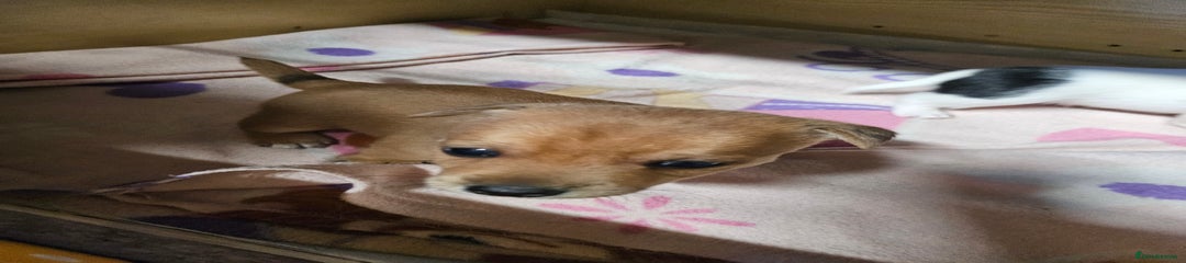 Jack Russell Puppy 1