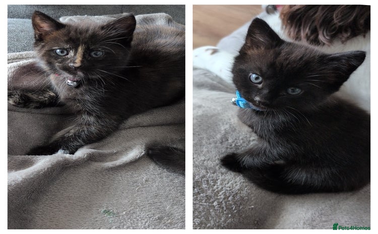 Mixed Breed cats - Advert 6