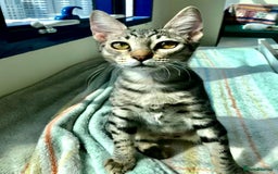 Mixed Breed cats for adoption: JAJA - HEALTHY - BALL OF FUN-INTELLIGENT-NEUTERED  - Image 3