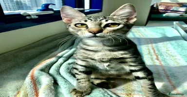 Mixed Breed cats - Advert 2